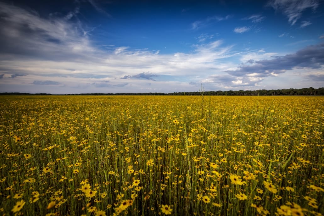 Myakka_flowers_landscape_print